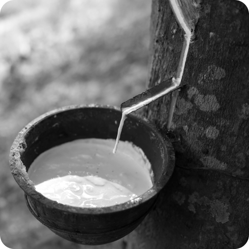 natural rubber (rubber tree) material image
